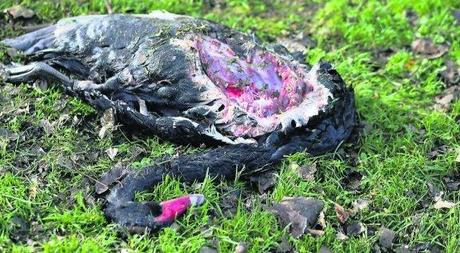 Adaptarse o morir (Rewilding la Católica) Adaptarse o morir (Rewilding la Católica)