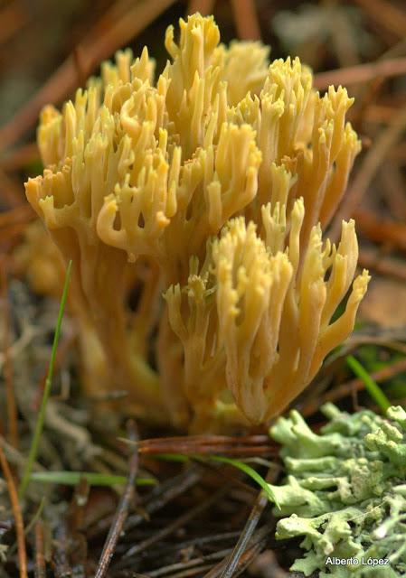 Andar a setas Andar a setas