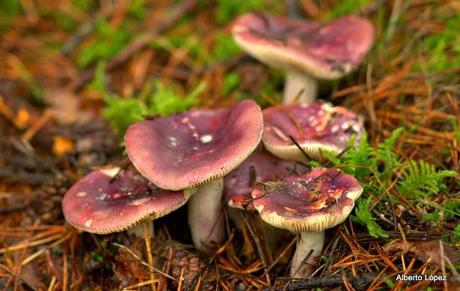 Andar a setas Andar a setas