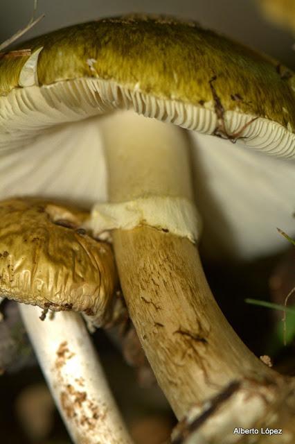 Andar a setas Andar a setas