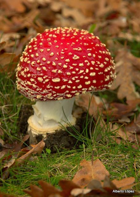 Andar a setas Andar a setas