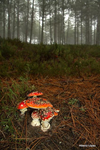 Andar a setas Andar a setas