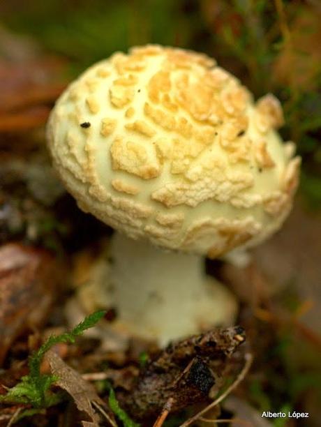 Andar a setas Andar a setas