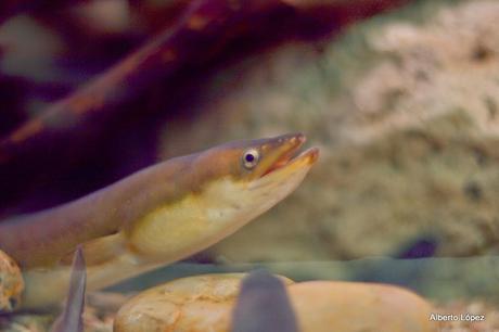 Adios a los Adios a los