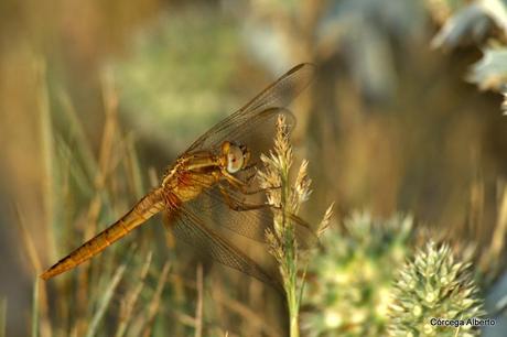 Y le entregué mi corazón.... Y le entregué mi corazón....