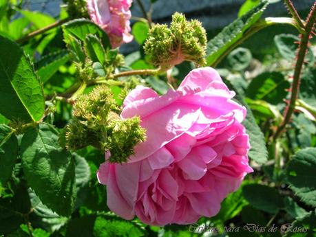 El jardín sostenible (I): concepto y jardín sostenible con rosas.