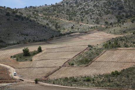 OS PRESENTAMOS UN VINO DE ALTURA, “SINDHI WINE” viñedos