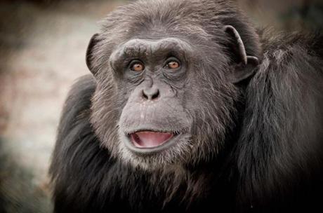 Charly, uno de los chimpancés que vive en la Fundación Mona.