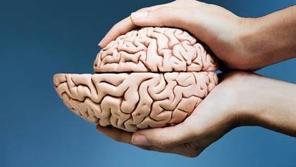 Neurociencias: ¿El Cerebro Tiene Edad?