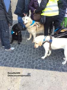 Los perros guía y la importancia de su labor. gossos_pigall_delocos_y_enajenados