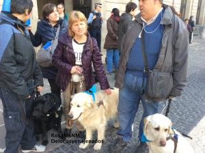 Los perros guía y la importancia de su labor. gossos_pigall_delocos_y_enajenados_2