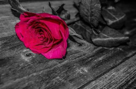 Photo by PublicDomainPictures remember photo