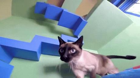 Un hombre transforma su casa en un paraíso para gatos “cat-house”