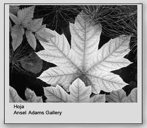 Ansel Adams: Virtuoso de la fotografía