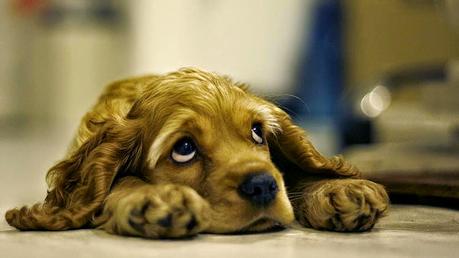 Síndrome de Indefensión Aprendida Síndrome de Indefensión Aprendida