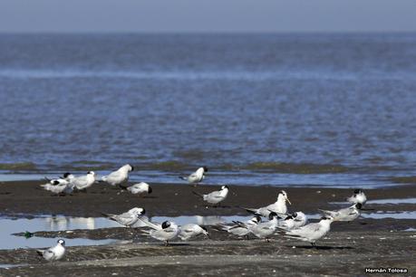 Gaviotines de Punta Rasa