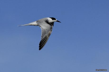 Gaviotines de Punta Rasa