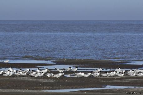 Gaviotines de Punta Rasa