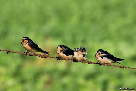 Juveniles de golondrina tijerita