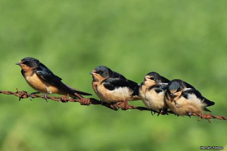 Juveniles de golondrina tijerita