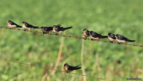 Juveniles de golondrina tijerita