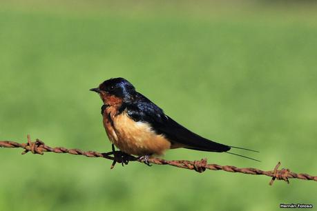 Juveniles de golondrina tijerita