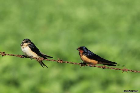 Juveniles de golondrina tijerita