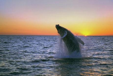 Excelentes imágenes de dominio público Whale-show-near-Husavik-City-in-Iceland-10131388CBA85846