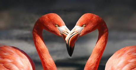 Excelentes imágenes de dominio público flamingo-600205_1280
