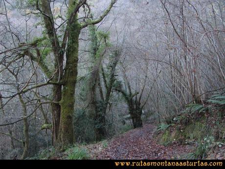 Area Buyera, picos Grandamiana y Plantón: Bajando de Castañedo del Monte, bosque.
