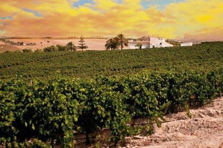 FINCA MONCLOA RECUPERANDO TRADICIONES OLVIDADAS EN CÁDIZ viñedos