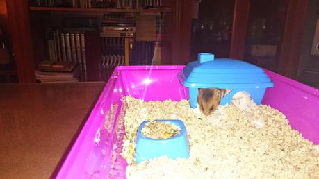 DON GREGORIO BOLITA DON GREGORIO BOLITA