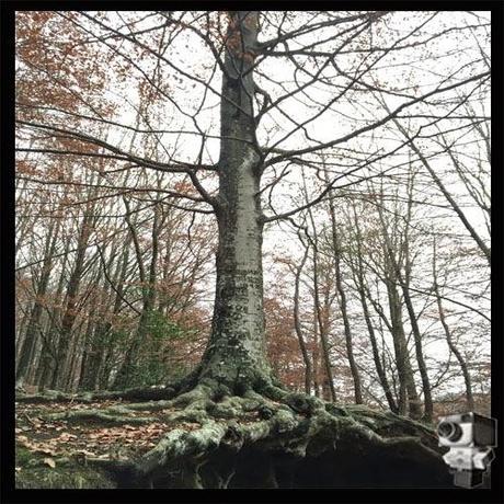 Excursión a Santa Fe del Montseny