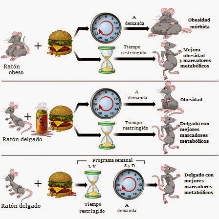 comer sin control comer sin control