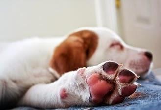 Sabías que...tu perro suda a través de sus almohadillas Sabías que...tu perro suda a través de sus almohadillas