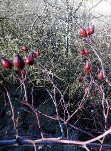 Adornos de enero 150130 adornos 4