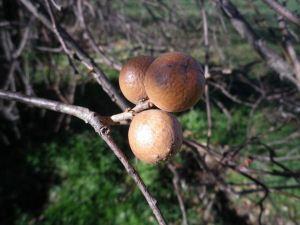 Adornos de enero 150130 adorno 2