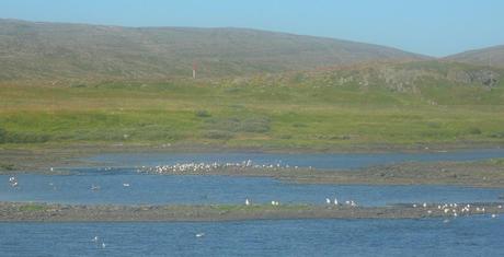 La costa norte de Noruega alberga sus mayores colonias de aves