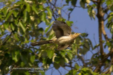 Crespín (Striped Cuckoo) Tapera naevia Crespín (Striped Cuckoo) Tapera naevia