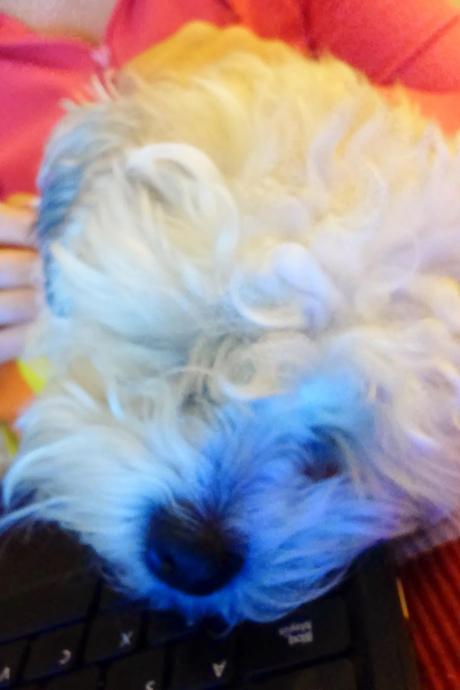 Costillas Adobadas con Azúcar Moreno Costillas Adobadas con Azúcar Moreno