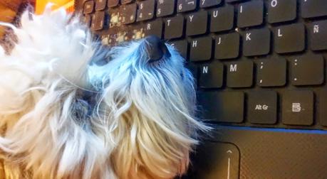 Costillas Adobadas con Azúcar Moreno Costillas Adobadas con Azúcar Moreno