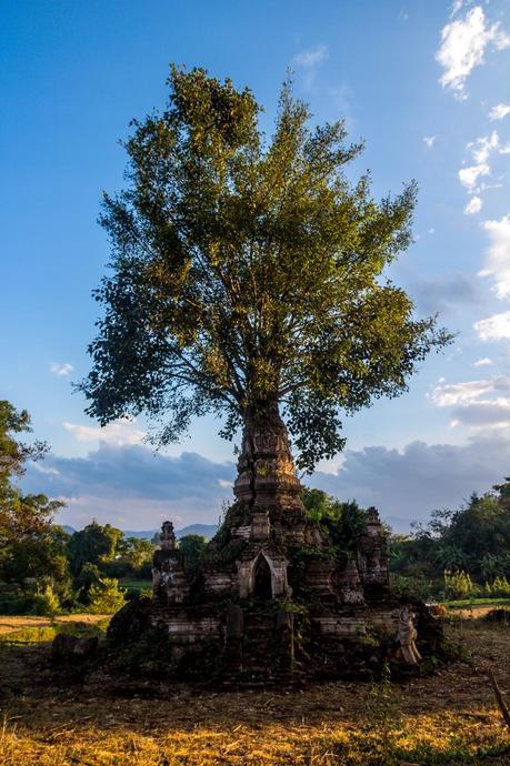 Árbol en ruinas (literalmente), Hsipaw Árbol en ruinas (literalmente), Hsipaw