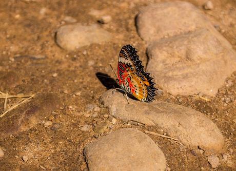 Explosión de colores Explosión de colores