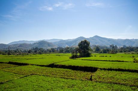 Verdes prados, tren de Hsipaw a Mandalay Verdes prados, tren de Hsipaw a Mandalay
