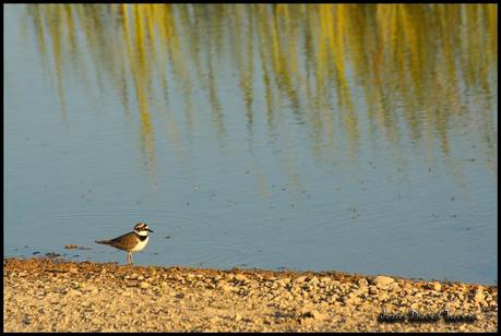 2 de Febrero: ¡Feliz Día de los Humedales! 2 de Febrero: ¡Feliz Día de los Humedales!