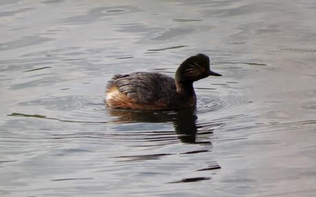 2 de Febrero: ¡Feliz Día de los Humedales! 2 de Febrero: ¡Feliz Día de los Humedales!