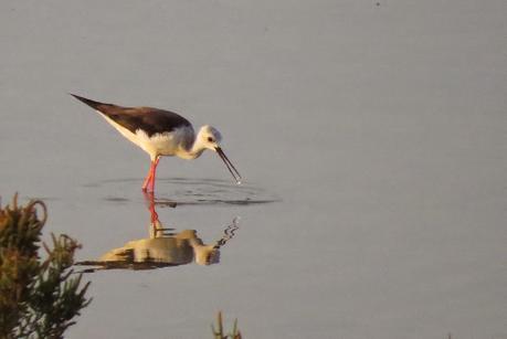 2 de Febrero: ¡Feliz Día de los Humedales! 2 de Febrero: ¡Feliz Día de los Humedales!