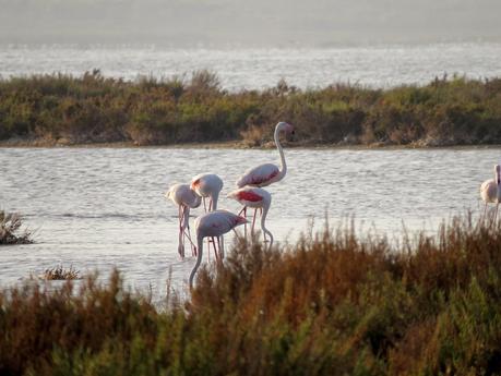 2 de Febrero: ¡Feliz Día de los Humedales! 2 de Febrero: ¡Feliz Día de los Humedales!
