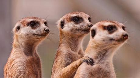 meerkats_three_family_animals_29586_3840x2160