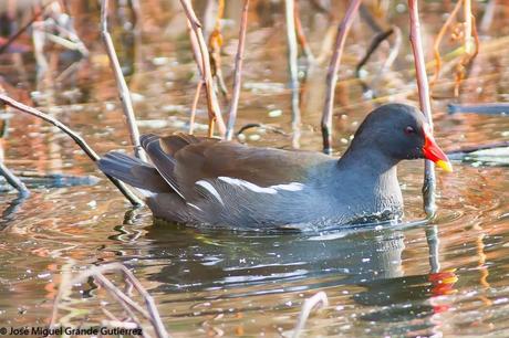 LO VISTO EN ENERO 2015 LO VISTO EN ENERO 2015